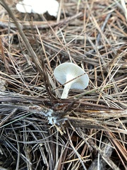 Clitocybaceae