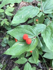 Prosartes trachycarpa