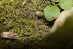 Myriapoda