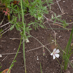 Geranium incanum