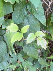 Toxicodendron