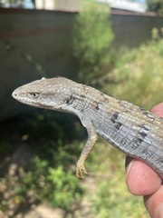 Elgaria multicarinata webbii