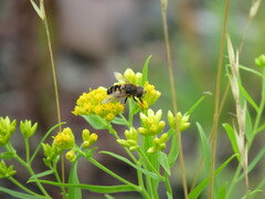 Eristalis nemorum