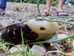 Ariolimax columbianus
