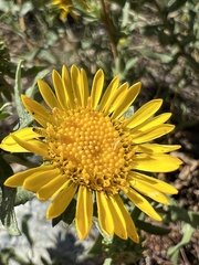 Grindelia subalpina