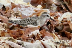 Charadrius semipalmatus