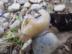 Ariolimax columbianus