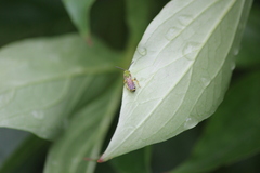 Agapostemon splendens