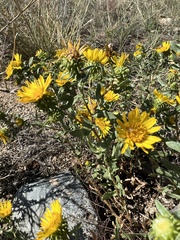 Grindelia subalpina