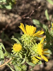 Grindelia subalpina