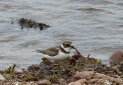 Charadrius semipalmatus
