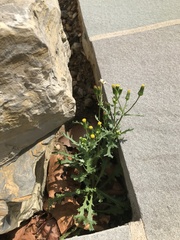 Senecio
