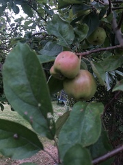 Malus sylvestris