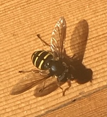 Sericomyia chalcopyga