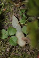 Krynickillus melanocephalus