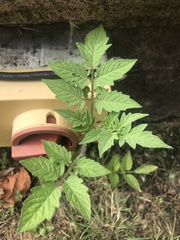 Solanum lycopersicum