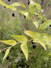 Streptopus amplexifolius