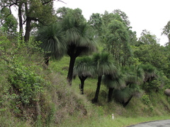 Xanthorrhoea glauca