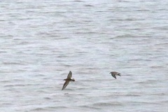 Charadrius semipalmatus