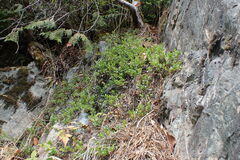 Arctostaphylos uva-ursi