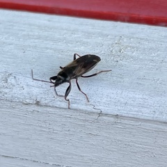Eremocoris fenestratus