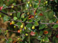 Cotoneaster simonsii