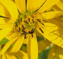 Ceratina