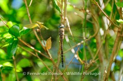 Aeshna mixta