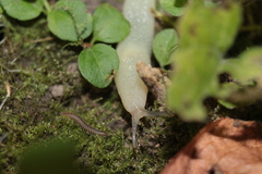 Krynickillus melanocephalus