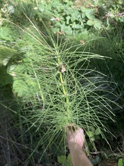 Equisetum arvense