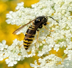 Vespula vidua
