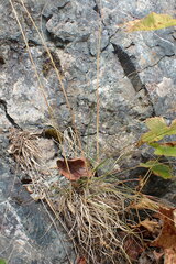 Festuca