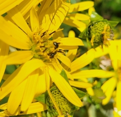 Ceratina