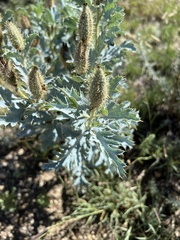 Argemone polyanthemos