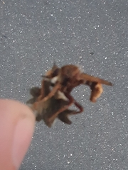 Asilus crabroniformis
