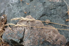 Festuca