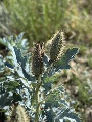 Argemone polyanthemos