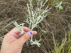 Artemisia ludoviciana