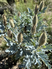 Argemone polyanthemos