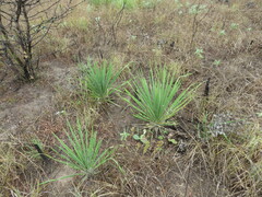 Yucca constricta