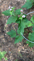 Eriocapitella hupehensis