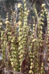 Asplenium trichomanes