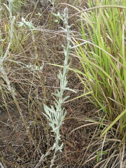Artemisia ludoviciana
