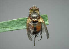 Tachina fera
