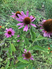 Echinacea