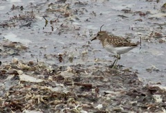 Charadrius semipalmatus