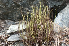Asplenium trichomanes