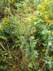 Filipendula ulmaria