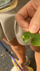Hormaphis hamamelidis