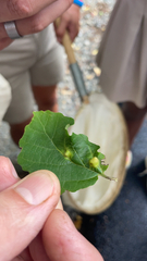 Hormaphis hamamelidis